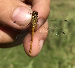 Sympetrum kunckeli