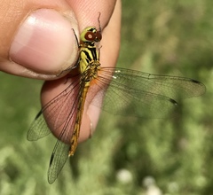 Sympetrum kunckeli
