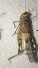 Trimerotropis pseudofasciata