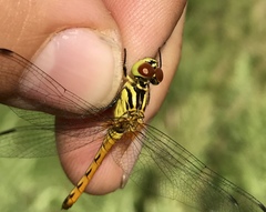 Sympetrum kunckeli
