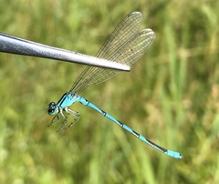Coenagrion lanceolatum