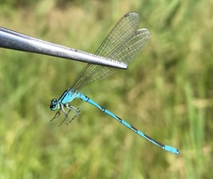 Coenagrion lanceolatum
