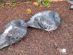 Columba livia domestica