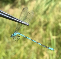 Coenagrion lanceolatum