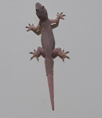 Hemidactylus platyurus