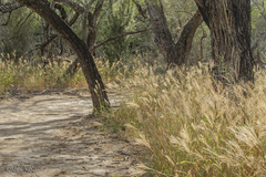 Trichloris pluriflora