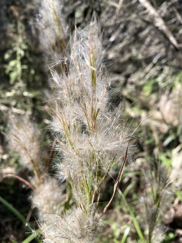 Anatherum tenuispatheum