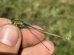 Paracercion plagiosum