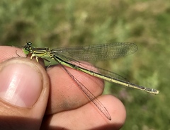 Paracercion plagiosum