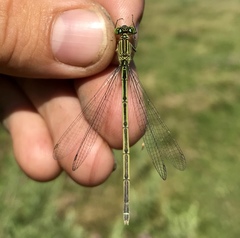 Paracercion plagiosum