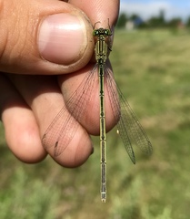 Paracercion plagiosum