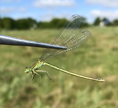 Paracercion plagiosum