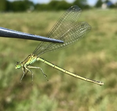 Paracercion plagiosum
