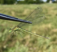 Paracercion plagiosum