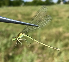 Paracercion plagiosum