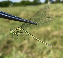 Paracercion plagiosum