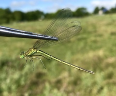 Paracercion plagiosum