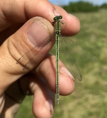 Paracercion plagiosum