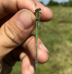 Paracercion plagiosum