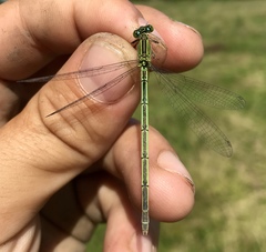 Paracercion plagiosum