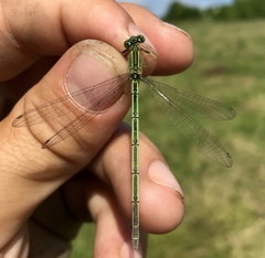 Paracercion plagiosum