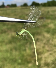 Paracercion plagiosum