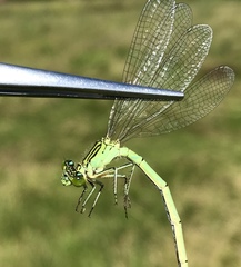 Paracercion plagiosum