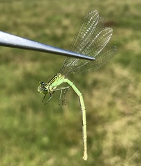 Paracercion plagiosum