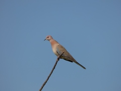 Streptopelia senegalensis
