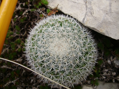 Mammillaria perbella
