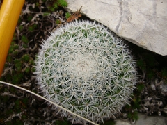 Mammillaria perbella