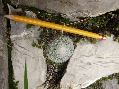 Mammillaria perbella