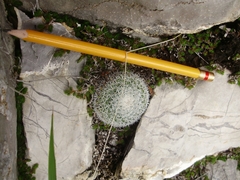 Mammillaria perbella