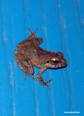 Pseudophilautus wynaadensis