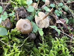 Clitocybe vibecina