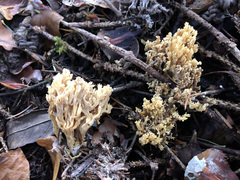Clavaria cinerea