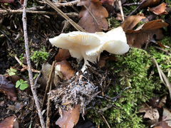 Tricholoma columbetta