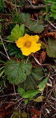 Geum montanum