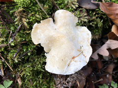 Tricholoma columbetta