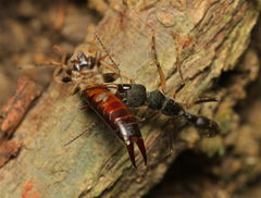 Harpegnathos venator