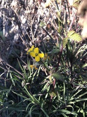 Erysimum suffrutescens