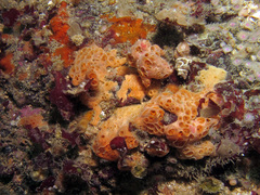 Hemimycale columella