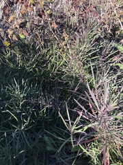 Erysimum suffrutescens