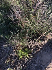 Erysimum suffrutescens