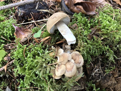 Neolentinus adhaerens