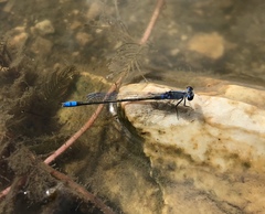 Paracercion calamorum calamorum