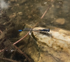 Paracercion calamorum calamorum