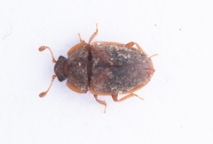 Epuraea limbata