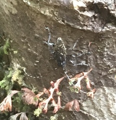 Neohoplonotus spiniferus