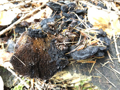 Gloeophyllum abietinum